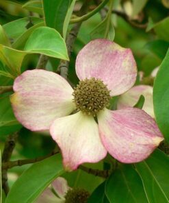 Alternative view of 5 PINK DOGWOOD Tree Cornus Capitata Angustata Kousa Ornamental Flowering Tree Seeds
