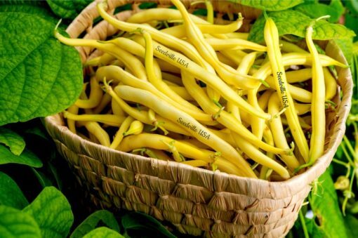 50 Yellow CHEROKEE WAX BEAN Bush Aas Winner Phaseolus Vulgaris Seeds