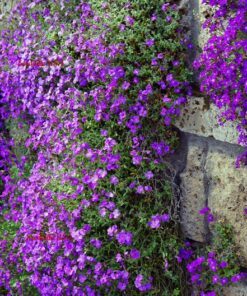 Alternative view of 400 RAINBOW ROCKCRESS Rock Cress Large Flowered Aubrieta Cultorum Flower Seeds