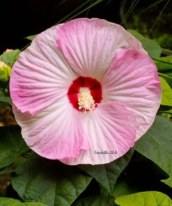 Alternative view of 10 Luna PINK SWIRL Hardy HIBISCUS Flower Seeds