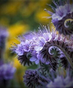 Alternative view of 200+ Fiddleneck Lacy Phacelia Seeds – Bee Attracting, Deer-Resistant Wildflower, Fast-Growing, Zones 1-10, Lavender Blooms