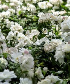 Alternative view of 5 WHITE ROSE Rosa Bush Shrub Perennial Flower Seeds Flat