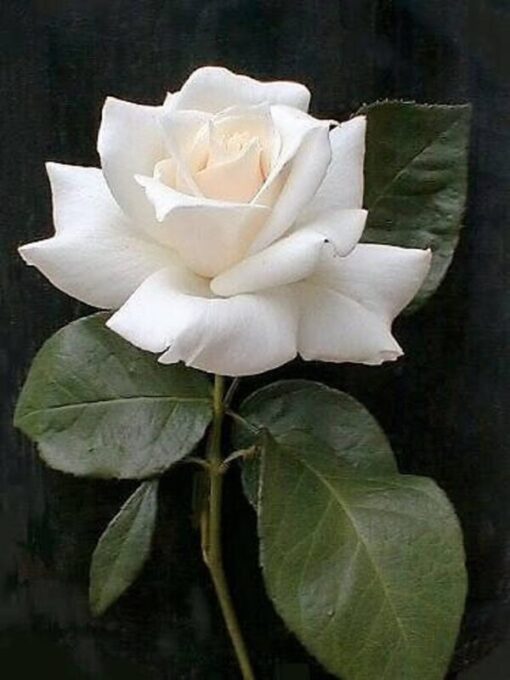 5 WHITE ROSE Rosa Bush Shrub Perennial Flower Seeds Flat