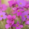150 SPRING CHARM ROCKCRESS Rose Rock Cress Arabis Arendsii Flower Mix Seeds