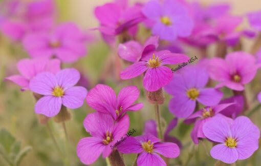 150 SPRING CHARM ROCKCRESS Rose Rock Cress Arabis Arendsii Flower Mix Seeds