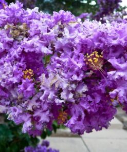 Alternative view of 35 PURPLE CREPE MYRTLE Lagerstroemia Indica Flowering Shrub Bush Small Tree Seeds