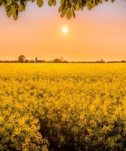 Alternative view of 500 OLD FASHIONED MUSTARD Ragged Edge Brassica Juncea Vegetable Seeds