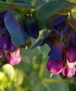 Alternative view of 10 BLUE SHRIMP PLANT / Honeywort Cerinthe Major Flower Seeds