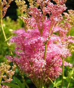 Alternative view of 10 QUEEN Of THE PRAIRIE Pink Meadowsweet Filipendula Rubra Flower Seeds