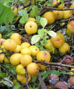 Alternative view of 20 Red Flowering DWARF QUINCE Shrub Fruit Chaenomeles Japonica Scarlet Seeds