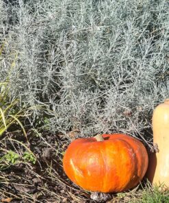Alternative view of 100 SILVER SAGEBRUSH Artemisia Cana Dwarf Sagebrush / Silver Wormwood Herb Flower Seeds Flat