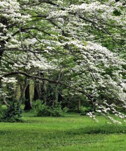 Alternative view of 10 American WHITE FLOWERING DOGWOOD Small Tree Cornus Florida Seeds
