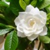 50 GARDENIA / CAPE JASMINE Jasminiodes Fragrant White Shrub Flower Seeds Flat