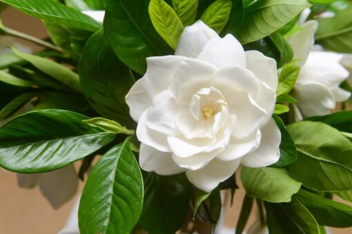 50 GARDENIA / CAPE JASMINE Jasminiodes Fragrant White Shrub Flower Seeds Flat