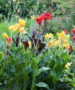 Alternative view of 5 YELLOW CANNA LILY Indian Shot Canna Indica Flower Seeds *Comb S/H