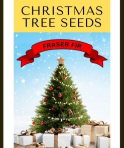 Grow Your Own CHRISTMAS TREE Fraser Fir ( Abies Fraseri ) Packet of Tree Seeds
