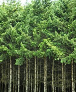 20 DOUGLAS FIR Tree Abies Pseudotsuga Menziesii Christmas Tree Blue Douglas Pine Spruce Native Evergreen Seeds