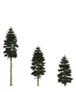 Alternative view of 20 DOUGLAS FIR Tree Abies Pseudotsuga Menziesii Christmas Tree Blue Douglas Pine Spruce Native Evergreen Seeds