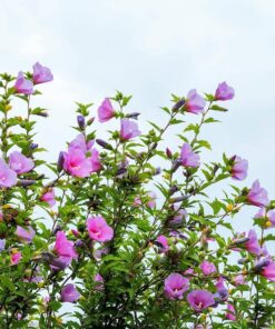 Alternative view of 25 Dark Pink ROSE Of SHARON HIBISCUS Syriacus Flower Tree Bush Seeds Flat