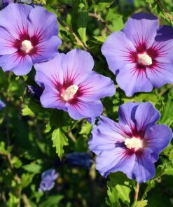 Alternative view of 25 Purple ROSE Of SHARON HIBISCUS Syriacus Flower Tree Bush Seeds Flat