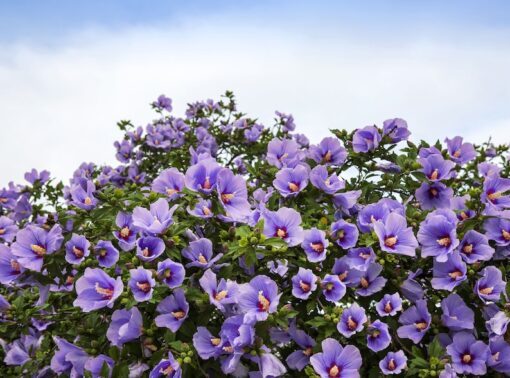 25 Purple ROSE Of SHARON HIBISCUS Syriacus Flower Tree Bush Seeds Flat