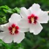 25 White & Hot Pink ROSE Of SHARON HIBISCUS Syriacus Flower Tree Bush Seeds Flat