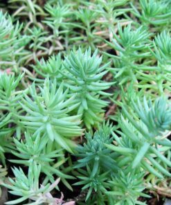 Alternative view of 50 BLUE SPRUCE SEDUM Reflexum Succulent Jenny's Stonecrop Goldmoss Yellow Flower Seeds