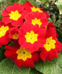 Alternative view of 15 SCARLET ENGLISH PRIMROSE Red Primula Vulgaris Part Shade Houseplant Flower Seeds
