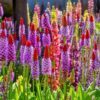 20 ORCHID PRIMROSE Primula Vialii Red Hot Poker Red Pink Purple Shade Wet Flower Seeds