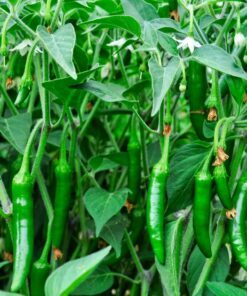 Alternative view of 100 BIG JIM PEPPER Green to Red Big 12" Chili Mild Heat Capsicum Annuum Vegetable Seeds