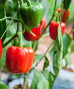 Alternative view of 20 Organic Red MINI BELL PEPPER Sweet Mild Miniature Capsicum Annuum Vegetable Seeds