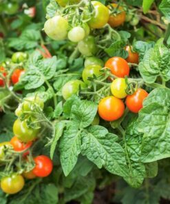 Alternative view of 80 Sub ARCTIC PLENTY TOMATO Solanum Lycopersicum Red Determinate Heirloom Fruit Vegetable Seeds