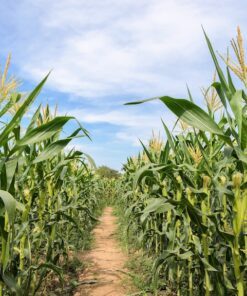 Alternative view of 50 Yellow JUBILEE CORN Sweet Corn Zea Mays Vegetable Seeds
