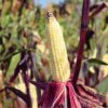 50 KANDY KORN CORN Sweet Yellow Corn Red Husk H