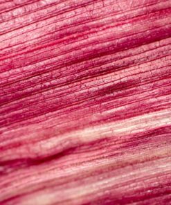 Alternative view of 50 KANDY KORN CORN Sweet Yellow Corn Red Husk H