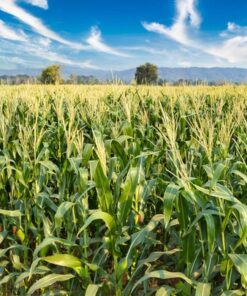 Alternative view of 50 SUGAR BUNS CORN Sweet S