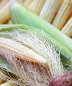 Alternative view of 75 Japanese WHITE HULLESS POPCORN or Baby Corn Zea Mays Heirloom Vegetable Seeds