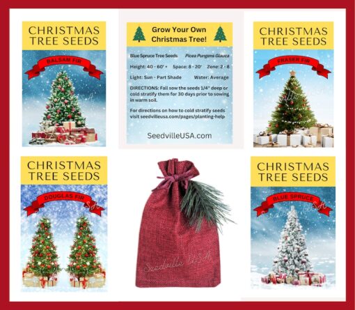 Grow Your Own CHRISTMAS TREE COLLECTION 4 Packets of Tree Seeds Fraser Fir Balsam Fir Douglas Fir & Blue Spruce + Bag