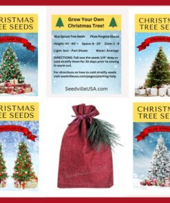 Alternative view of Grow Your Own CHRISTMAS TREE Fraser Fir ( Abies Fraseri ) Packet of Tree Seeds