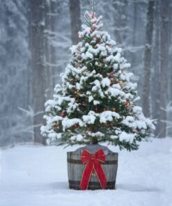 Alternative view of Grow Your Own CHRISTMAS TREE COLLECTION 4 Packets of Tree Seeds Fraser Fir Balsam Fir Douglas Fir & Blue Spruce + Bag