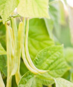 Alternative view of 50 ' SLENDERWAX ' WAX BEAN Golden Yellow Bush Phaseolus Vulgaris Vegetable Seeds