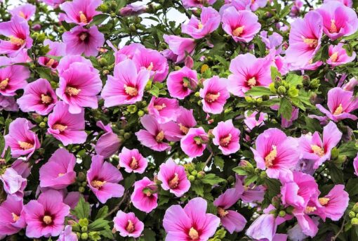 25 Dark Pink ROSE Of SHARON HIBISCUS Syriacus Flower Tree Bush Seeds Flat