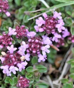Alternative view of 1000 LEMON THYME Thymus Pulegioides Herb Purple Flower Fragrant Evergreen Seeds