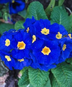 Alternative view of 15 Accord BLUE ENGLISH PRIMROSE Primula Vulgaris Part Shade Houseplant Flower Seeds