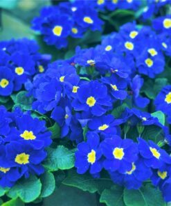 15 Accord BLUE ENGLISH PRIMROSE Primula Vulgaris Part Shade Houseplant Flower Seeds