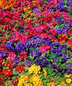 Alternative view of 50 MIXED Colors ENGLISH PRIMROSE Primula Vulgaris Acaulis Shade Houseplant Flower Seeds