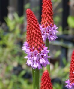 Alternative view of 20 ORCHID PRIMROSE Primula Vialii Red Hot Poker Red Pink Purple Shade Wet Flower Seeds