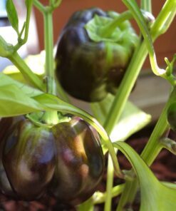 Alternative view of 20 Organic Chocolate MINI BELL PEPPER Brown Sweet Mild Miniature Capsicum Annuum Vegetable Seeds