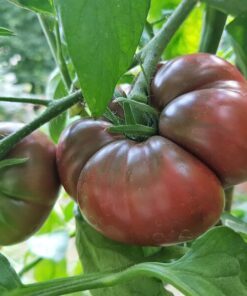 Alternative view of 80 BLACK KRIM TOMATO Solanum Lycopersicum Indeterminate Heirloom Beefsteak Fruit Vegetable Seeds