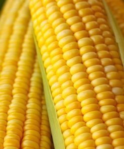 Alternative view of 50 HONEY SELECT CORN Sweet Yellow S